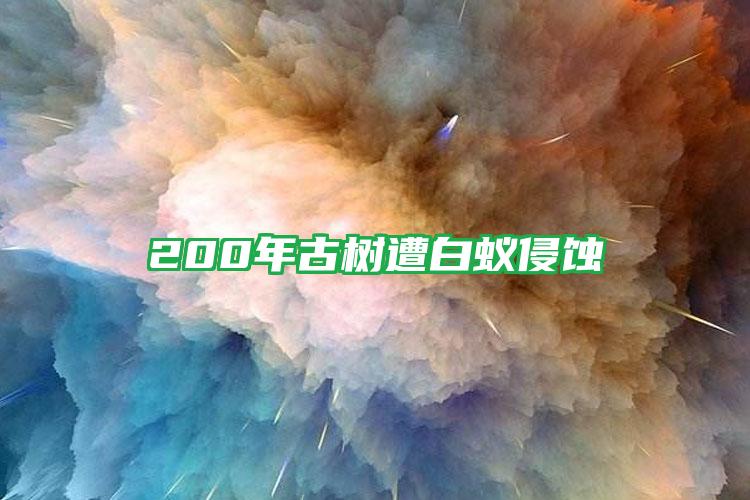 200年古樹遭白蟻侵蝕