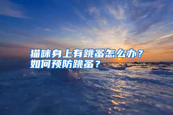 貓咪身上有跳蚤怎么辦？如何預(yù)防跳蚤？