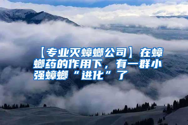 【專業(yè)滅蟑螂公司】在蟑螂藥的作用下，有一群小強(qiáng)蟑螂“進(jìn)化”了