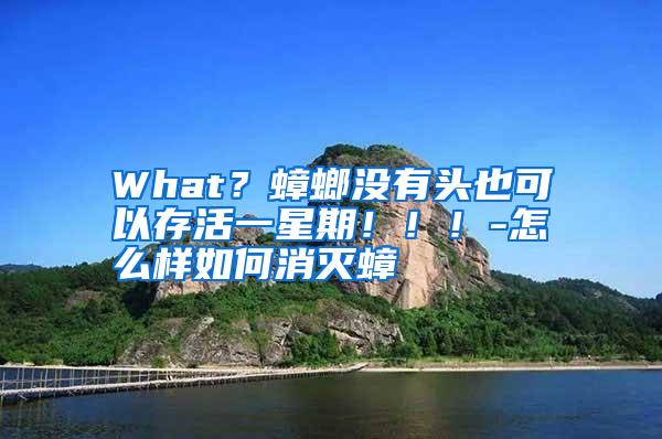 What？蟑螂沒有頭也可以存活一星期?。?！-怎么樣如何消滅蟑