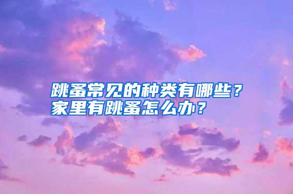 跳蚤常見的種類有哪些？家里有跳蚤怎么辦？