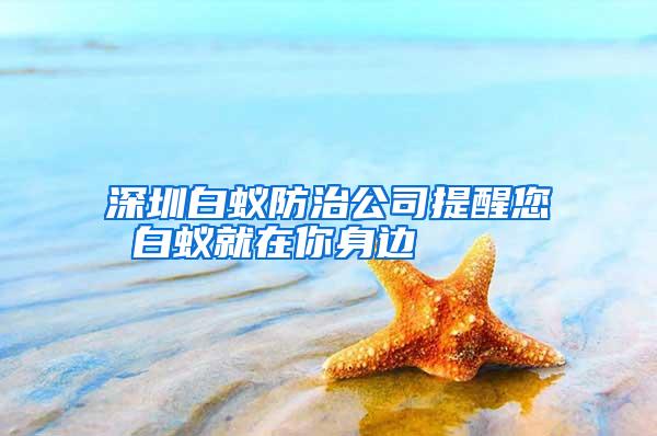 深圳白蟻防治公司提醒您 白蟻就在你身邊