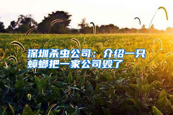 深圳殺蟲公司：介紹一只蟑螂把一家公司毀了