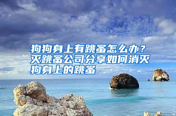 狗狗身上有跳蚤怎么辦？滅跳蚤公司分享如何消滅狗身上的跳蚤