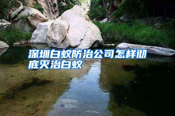 深圳白蟻防治公司怎樣徹底滅治白蟻