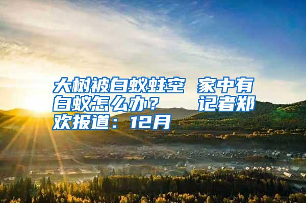 大樹被白蟻蛀空 家中有白蟻怎么辦？　  記者鄭歡報道：12月