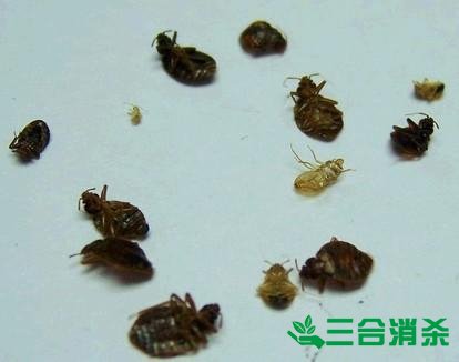 專業(yè)除蟲(chóng)滅蟲(chóng)公司