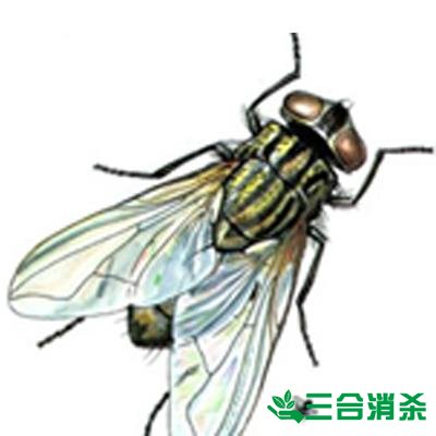 蒼蠅防治方法,滅蒼蠅公司