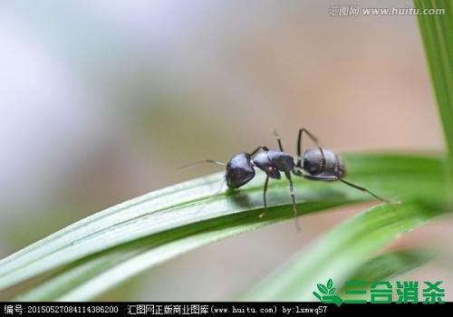 怎么滅螞蟻,如何除螞蟻